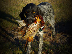 A Large Munsterlander with a pheasant