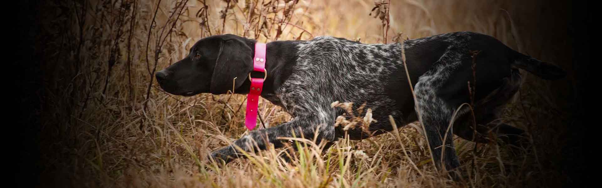 hunting dog trainer